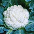 3 Cauliflower Plants Live, Cauliflower Live Plants, High Yield Vegetable Plants, 4 to 6 Inc