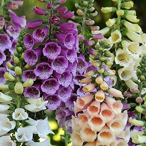 Foxglove Purple Mix Seeds – Digitalis Purpurea | Biennial/Perennial | Stunning Purple Blooms for Cottage Gardens & Borders