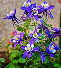 200PCS Purple Columbine Seeds Perennial Hummingbird Bee Flower Seeds Heirloom