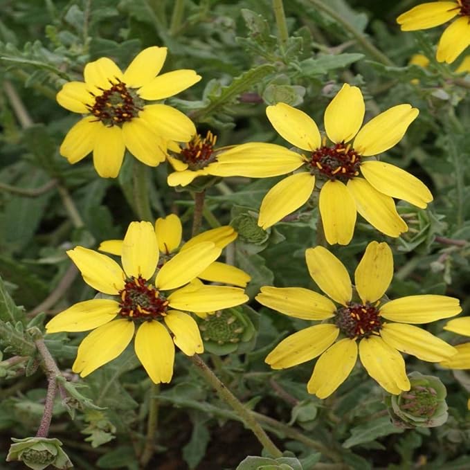 Outsidepride Chocolate Flower Scented Daisy Seeds for Planting – 100 Pcs. Perennial Wildflower Seeds, Low Maintenance, Highly Adaptable, Fragrant Flowers for Gardens