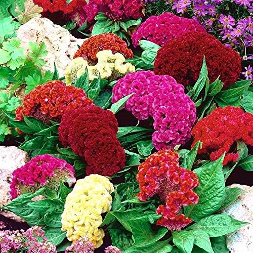 Celosia Cristata Cockscomb Seed Mix 200+ Seeds Woolflowers Mixed Colors Exotic Flowers Garden