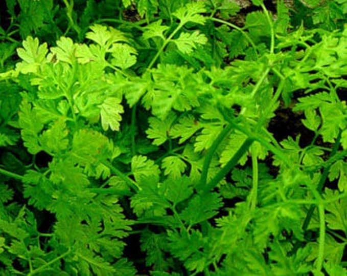 Winter Chervil Seeds - Lacy Leaves with Anise-Parsley Flavor Winter-Hardy (200 - Seeds)