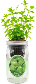 Hydroponic Herb Growing Kit, Self-Watering Mason Jar Herb Garden Starter Kit Indoor, Grow Your Own Herbs from Seeds (Catnip)
