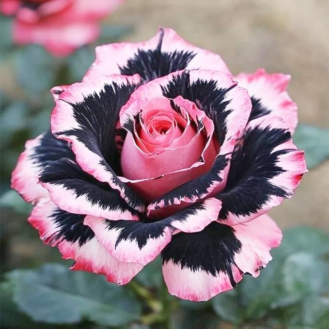 165+ Exotic Perennial Rose Seeds for Planting - Non-GMO Rare and Beautiful Rose Seeds for Garden Patio for Outdoor Planting