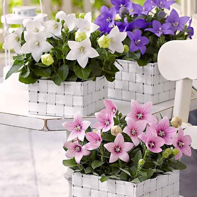 Balloonflower Mix Seeds – Perennial Flower (Platycodon grandiflorus) | Unique Balloon-Shaped Buds, Colorful Blooms in Blue, Pink & White