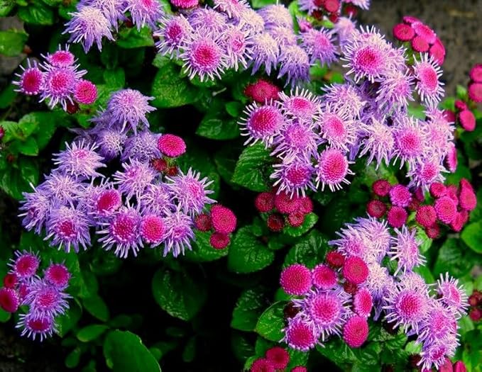 Ageratum Pink Floss Flower Seeds 400+ Seeds for Planting Non-GMO Flower Garden