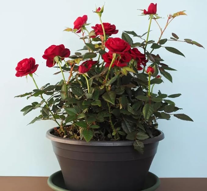 100PCS Red Rose Seeds Perennial Open-Pollinating Deciduous Beautiful Blooming Flower Seeds for Planting Garden