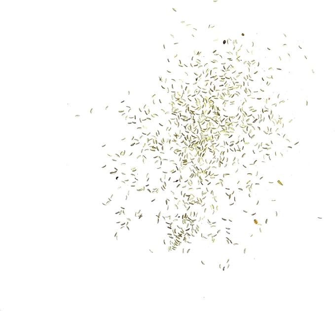 Seed Needs, German Chamomile Seeds - 500 Heirloom Seeds for Planting Matricaria recutita - Medicinal Herb for Indoor/Outdoor Gardens, Non-GMO & Untreated (5 Packs)