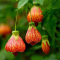 Live Abutilon Flowering Maple Chinese Lantern Starter Plants 3-5” Tall