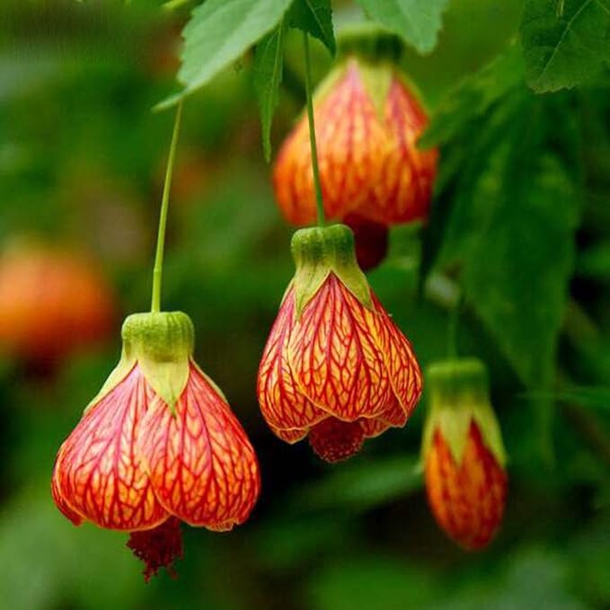 Live Abutilon Flowering Maple Chinese Lantern Starter Plants 3-5” Tall