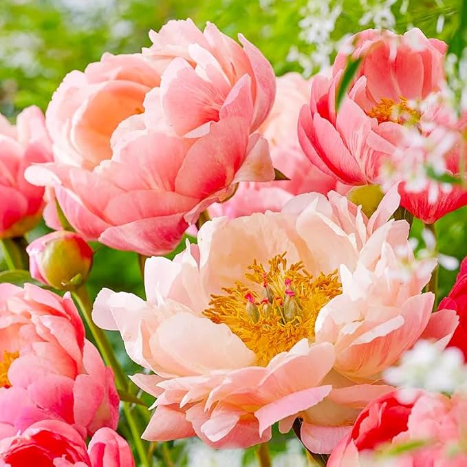 100+ Mixed Colorful Peony Flower Seeds for Planting- Peony Flower Mixed-Attracts Bees&Butterflies Fragrant Butterfly Non-GMO Heirloom Seeds