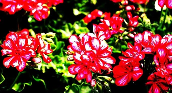 Geranium Mix 50+ Seeds Flowers Planting for Outdoor Indoor