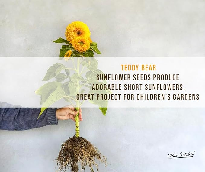 Sunflower Seeds - Teddy Bear - 100 Seeds - Heirloom, Non-GMO, USA Grown, Excellent for Pollinators, Annual, Deer Resistant - Low-Maintenance Sunflower Seeds for Any Home Garden