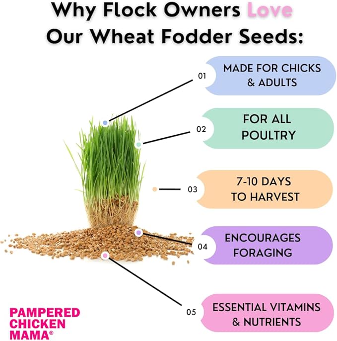 Fodder Seeds for Chickens (3 pounds), Pasture Grass Seed, Wheat Grass Seeds for Growing, Wheat Seeds for Fodder | Pampered Chicken Mama