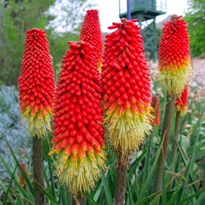Seeds Kniphofia Red Poker 80 Seeds for Planting Torch Lily Poker Plant Tall Perennial Plant Non-GMO