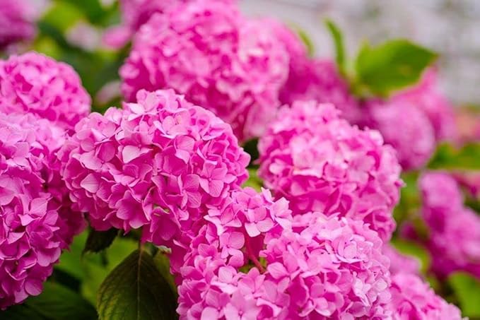 Hydrangea Mix 10+ Seeds Flowers Planting for Outdoor Indoor