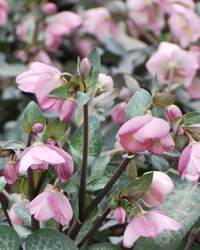 Perennial Farm Helleborus Frostkiss® Dorothy's Dawn® No. 1