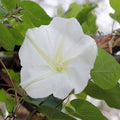 Outsidepride Ipomoea Alba Moonflower Seeds – 100 Pcs Annual, Vining Flower Seeds for Planting, Fragrant Night-Blooming Climbers for Trellises, Moon Gardens, Night Pollinators & Outdoor Landscapes