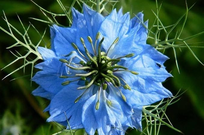 2000 Miss Jekyll Nigella Love in a Mist Flower Seeds Mix