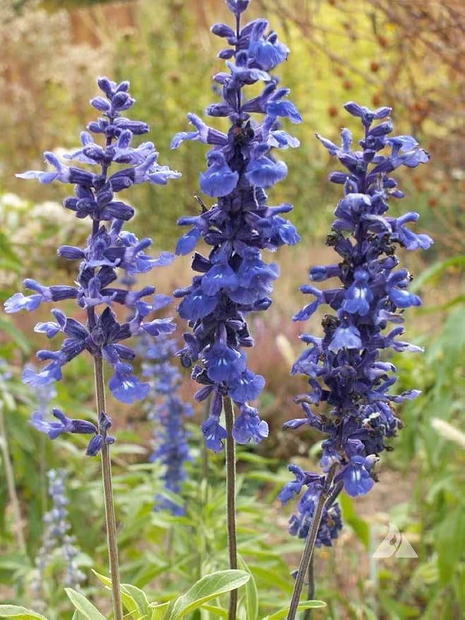Blue Sage Seeds - Valuable Garden Salvia Flower - 2000 Seeds