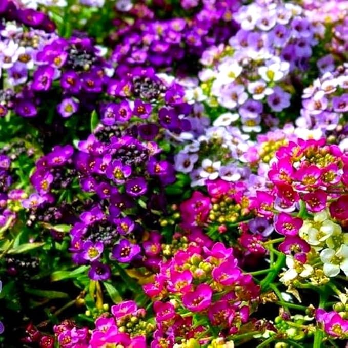 Seeds Multicolor Alyssum Seed Mix 800+ Seeds for Panting Annual Low-Growing Flower Ground Cover Carpet Flower