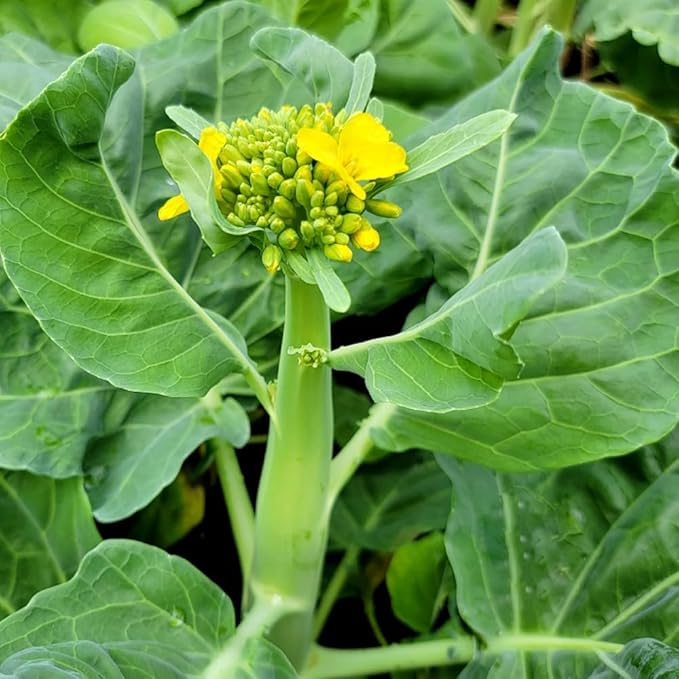 Premium GAI LAN (Broccoli) Seeds – 300+ Non-GMO Heirloom Seeds, Fast-Growing, High-Yield Variety with Crisp Stems & Tender Leaves