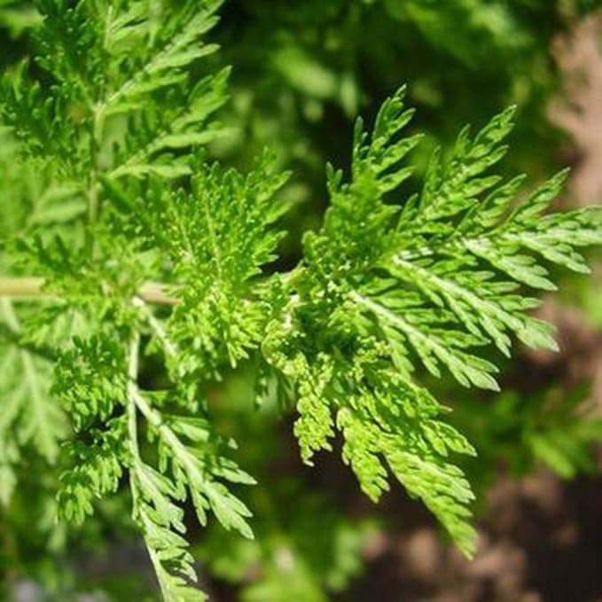 Chinese Wormwood Seeds, Sweet Annie (Artemisia annua) 200pcs Rare Medicinal Herb Seeds for Backyard Garden Nursery Seedling Plant Seed