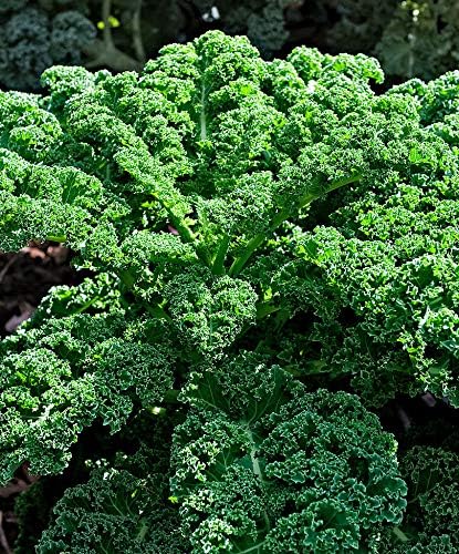 300+ Seeds Bush Kale Giant Cabbage - Vegetable Green