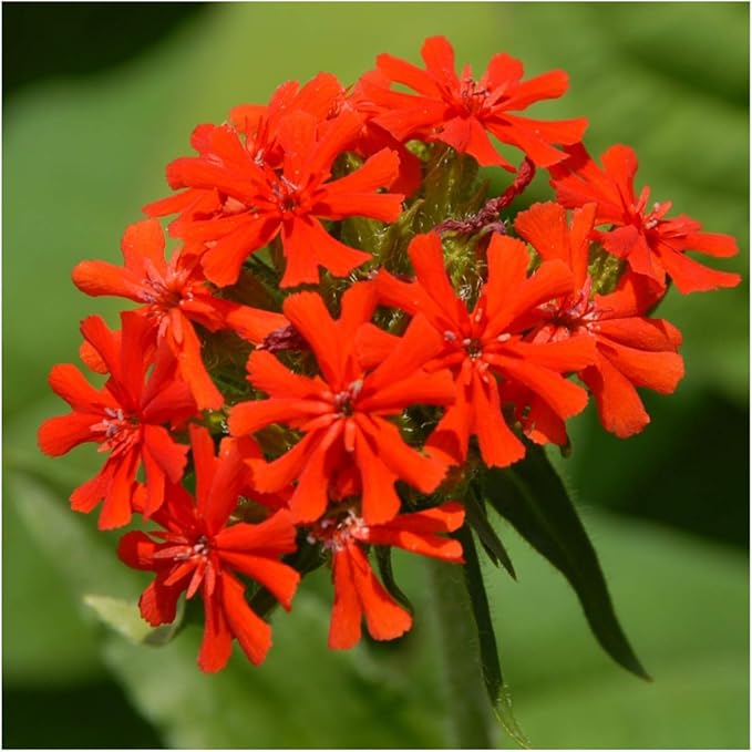 Seed Needs Maltese Cross Wildflower Seeds for Planting - Heirloom & Untreated - Perennial Scarlet Red Flowers to Attract Pollinators & Grow a Butterfly Garden (1 Pack)