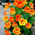 Nasturtium Seeds for Planting 100pcs– Vibrant Trailing Flowers – Perfect for Hanging Baskets & Garden Borders