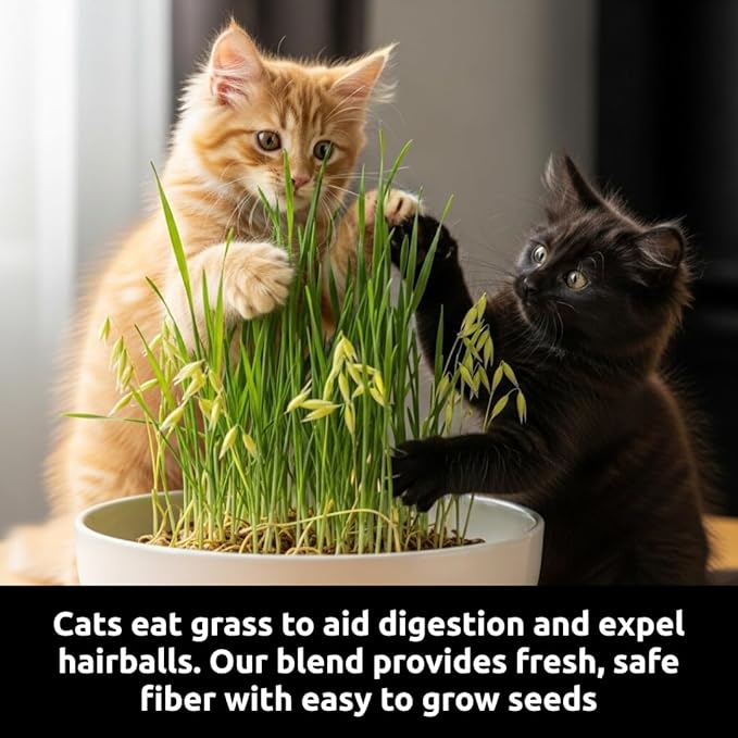 Cat Grass Seeds for Growing | 4 Way Blend, Rye, Wheat, Oats and Barley | Made in USA, Ships from Iowa. (1 Pound)