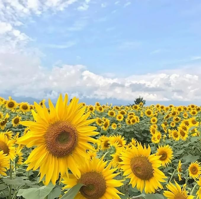 30PCS Mixed Color Sunflower Seeds for Planting Non-GMO Flower Seeds Heirloom