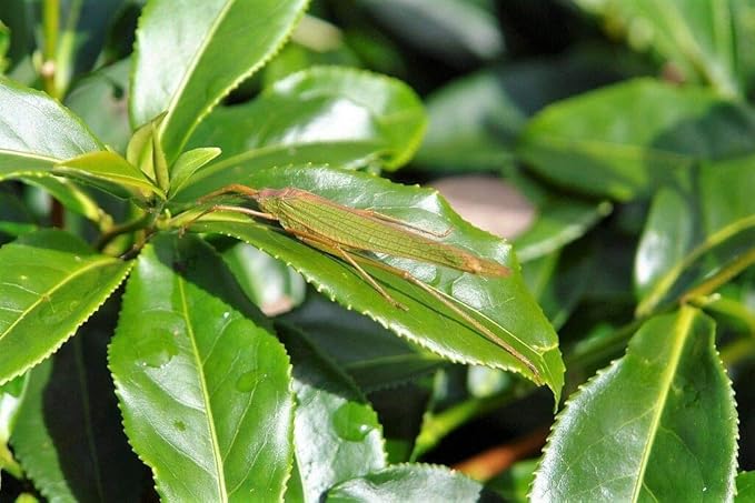 Tea Plant Black & Green Drinking Tea Camellia Sinensis Tree Shrub Flower rasa1ca (5 Seeds)