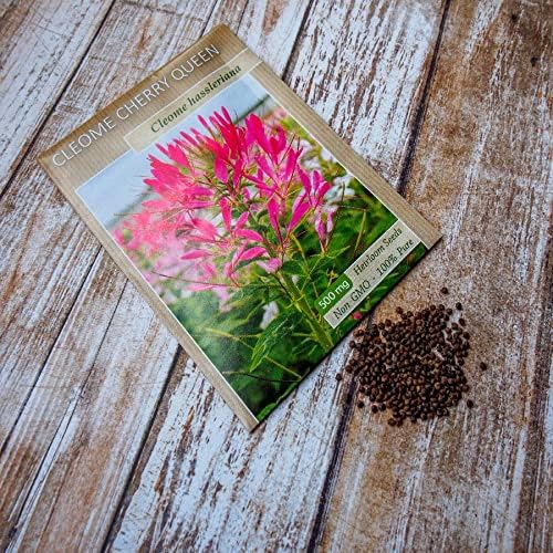 Eden Brothers Cleome Seeds - Cherry Queen
