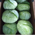 200 Seeds TC-YR420 Hybrid Japanese Cabbage Seeds; 日本扁型高丽菜; Good for Cabbage Wraps