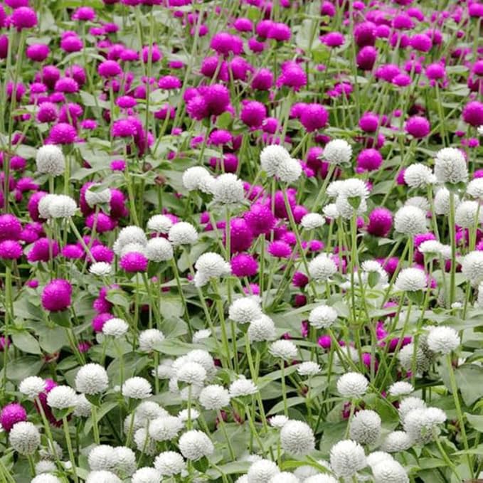 50Pcs Globe Amaranth Mix Gomphrena Flowers Seeds for Planting-Non-GMO Heirloom Plant Seeds Garden Outdoor