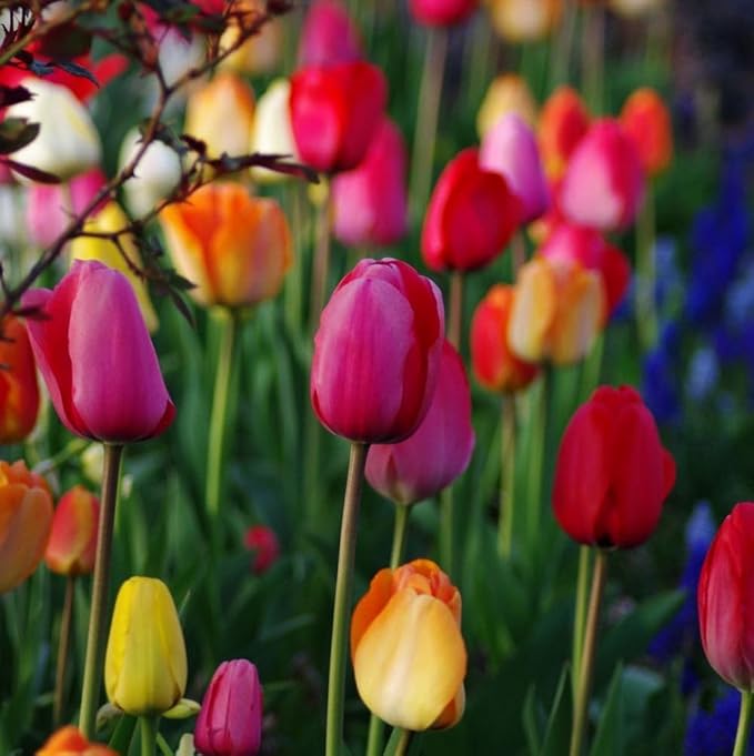 Tulipa Fringed Mixture Tulip Bulbs Size 11/12 for Planting - Plant in Fall, Winter or Early Spring (All Season Barn Mixture, 15, Count)