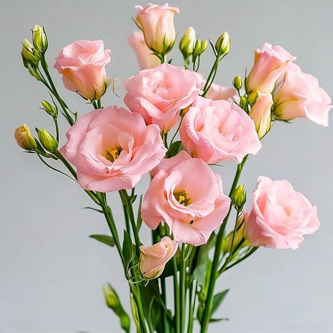 1200+ Mixed Lisianthus Seeds for Planting-Non-GMO Heirloom Plant Seeds Garden Outdoor-Fragrant, Attracts Bees and Butterflies