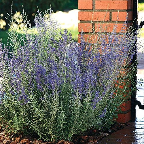 Park Seed Sage Herb Plant Seeds, Easy to Grow, Variety of Colors, Spring Garden, Blue Steel Russian, Pack of 10