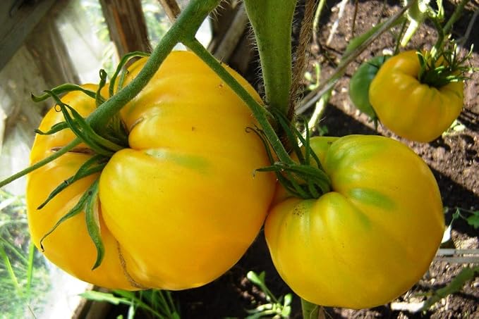 NIKA SEEDS - Seeds Vegetable Beefsteak Tomato Lemon Giant - 40 Seeds