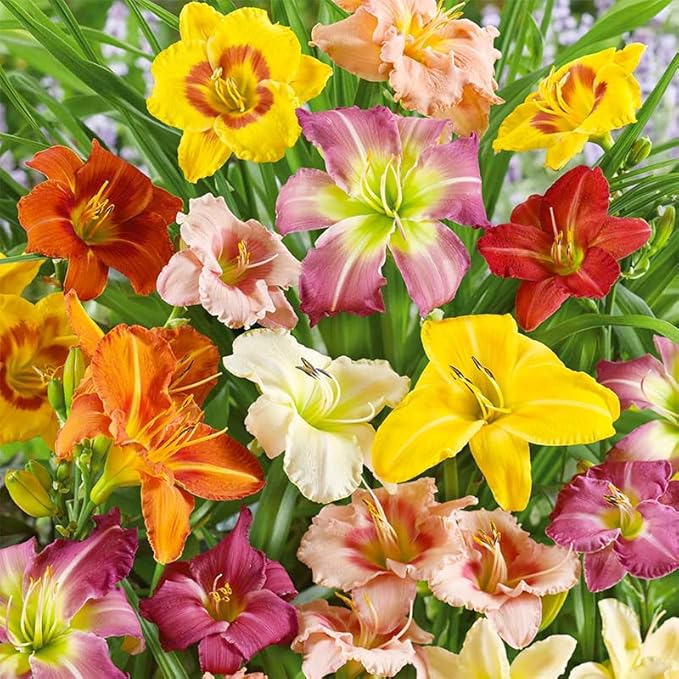 100Pcs Perennial Daylily Hemerocallis Seeds for Planting-Mixed Color Day Lily Fine Flower Seeds Heirloom