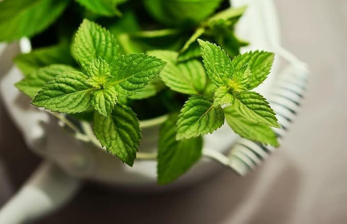 NIKA SEEDS - Seeds Herb Medicinal Peppermint (Mint) - 1000 Seeds
