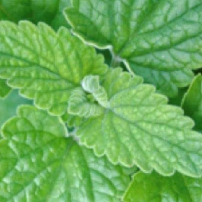 3000 Catnip Seeds for Planting Non GMO Catnip Seeds Fresh Cat Nip Herb Perrenial Garden Seed