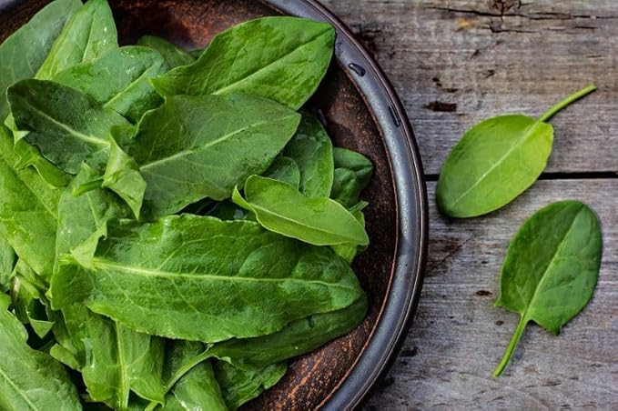 Sorrel Odessa Seeds – Perennial Herb | Heirloom, Non-GMO, Tender & Tangy Leafy Green for Culinary Use