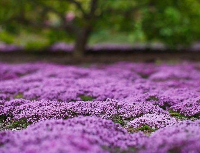 3000+ Pcs Red Pink Purple Creeping Thyme Seeds Ground Cover Plant Seeds Perennial- Non-GMO Heirloom Flower Perennial Creeping Thyme Seeds for Planting