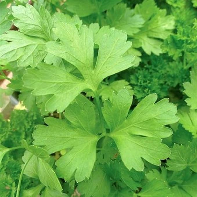 Plain or Single Parsley Seeds - 25 Count Seed Pack - Non-GMO - A Small Version of Italian Giant with a Flavor That is Richer Than Curled Varieties. - Country Creek LLC