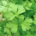 Plain or Single Parsley Seeds - 100 Count Seed Pack - Non-GMO - A Small Version of Italian Giant with a Flavor That is Richer Than Curled Varieties. - Country Creek LLC