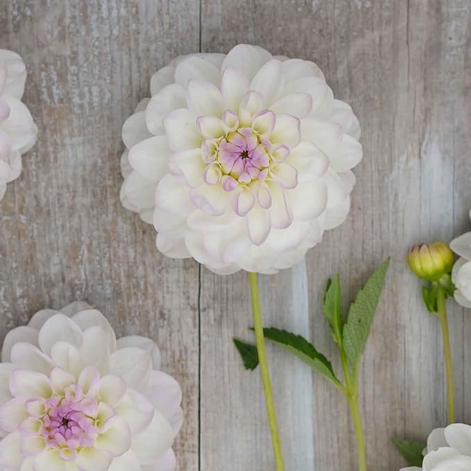 Eden Brothers Dahlia Bulbs (Ball) - Eveline, Non-GMO Bulbs for Planting, 4 Bulbs | Low-Maintenance Flower Bulbs, Plant During Spring, Zones 8, 9, 10, 11
