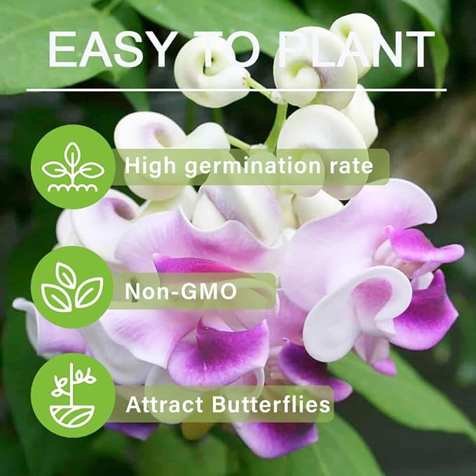 20+ Corkscrew Vine Flower Seeds for Planting Outdoors Garden-Perennial Snail Vine Plant Fragrant Non-GMO Heirloom