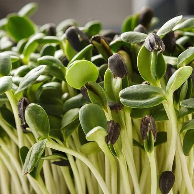 Sunflower Seeds for Sprouting Microgreens, A 4 oz Rich Source of Vitamins and Minerals and Health-Promoting Nutrients! "COOL BEANS N SPROUTS" Brand, A Small Town Family Run USA Business.